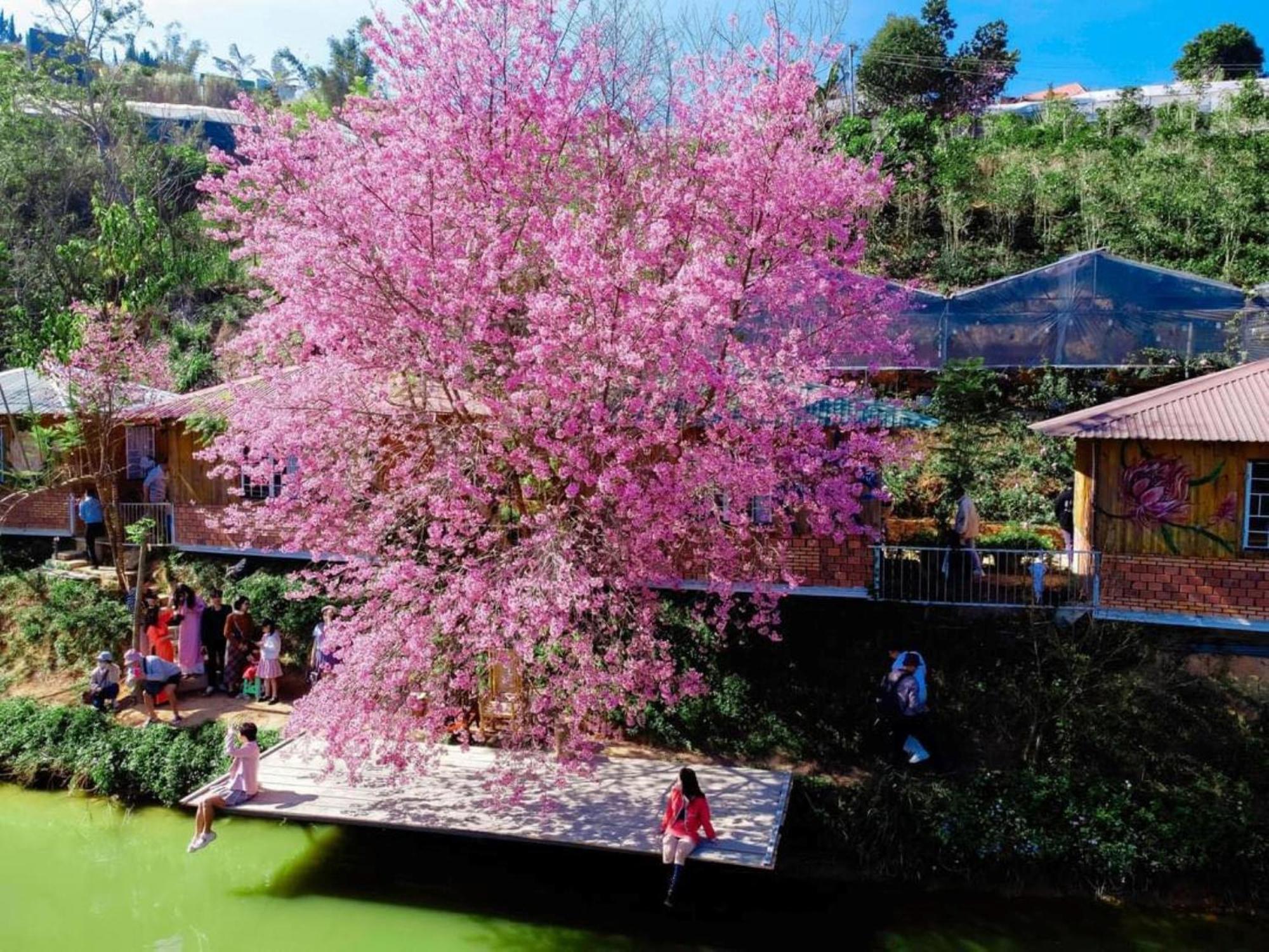 Nha Ben Ho - Da Lat Homestay Dış mekan fotoğraf